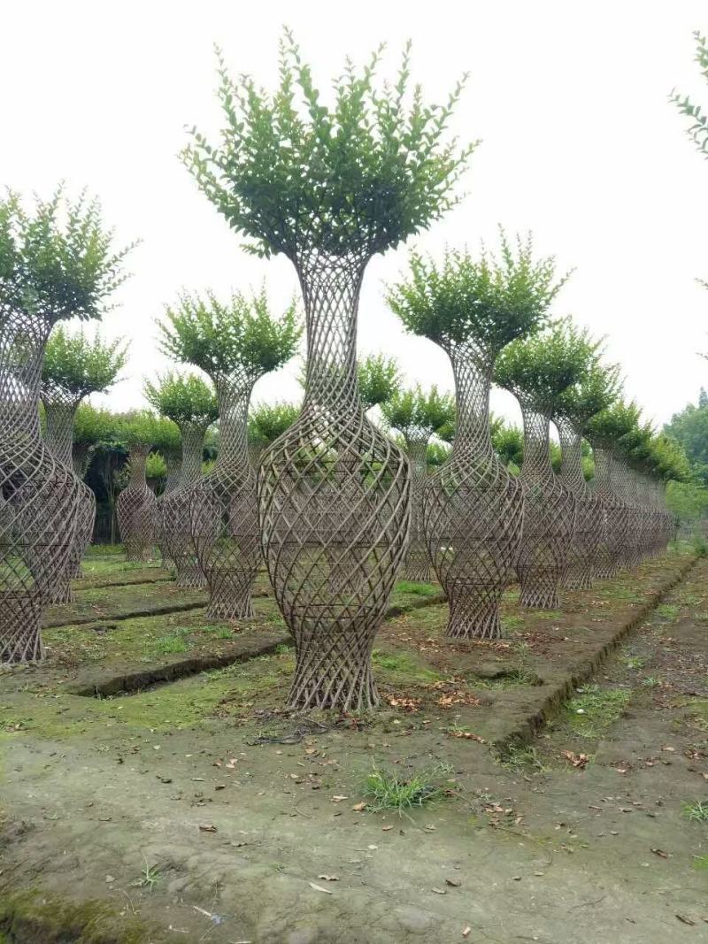 四川成都温江基地苗圃紫薇花瓶，质量保证，价格优美