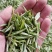 信阳毛尖商城高山茶