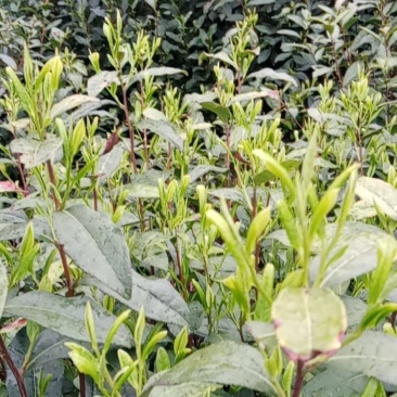 信阳毛尖商城高山茶