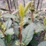信阳毛尖商城高山茶