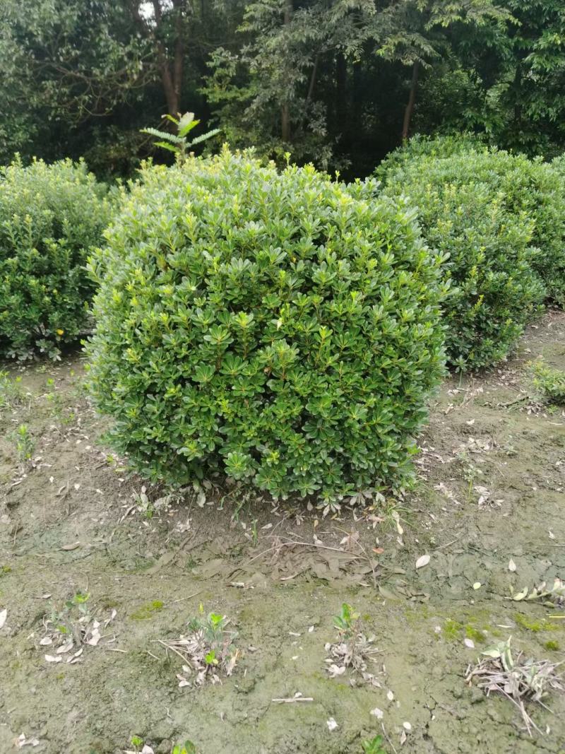 四川成都温江基地苗圃紫玉兰规格齐全欢迎咨询