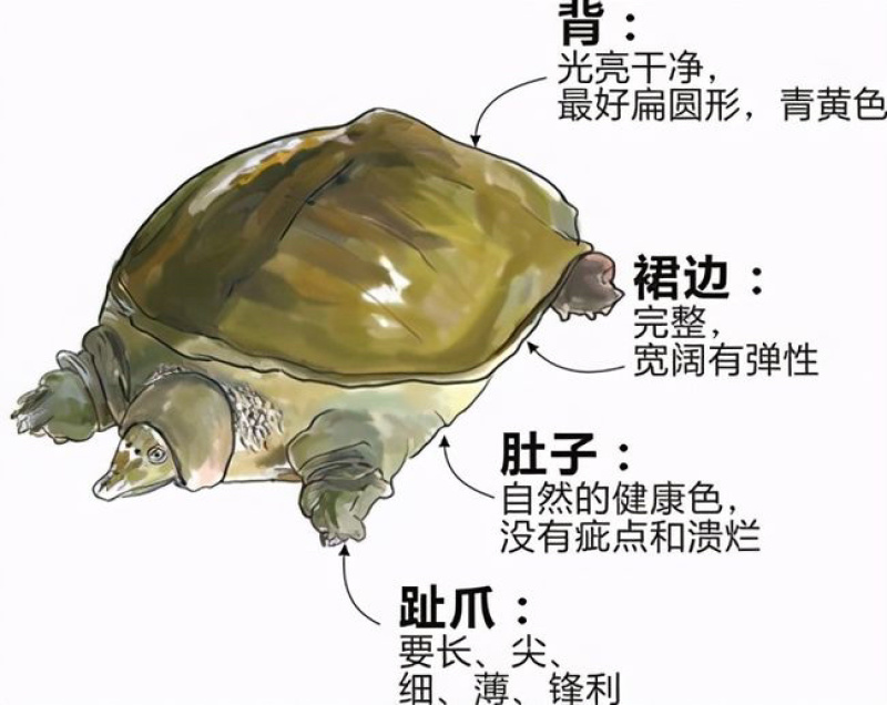 甲鱼裙边大片超厚肉水鱼裙边龟板胶酒楼酒店专用大头数裙边
