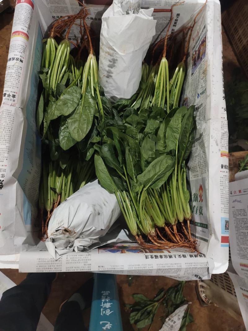 菠菜