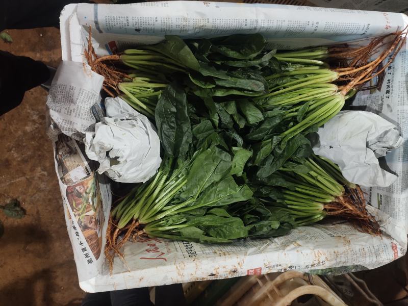 菠菜