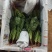 菠菜
