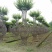 四川成都温江基地苗圃花瓶紫薇，质量保证，欢迎选购