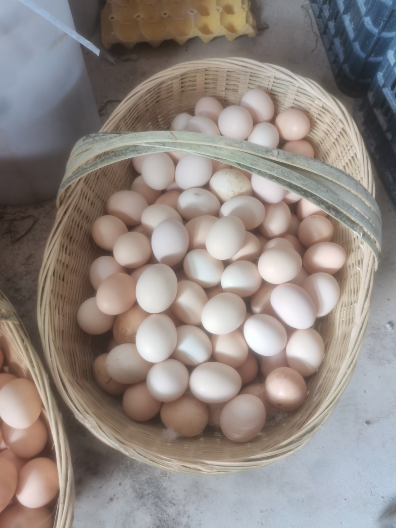 生态土鸡蛋