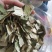 【诺一药材】荷叶荷叶片精品药材可视频看货