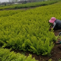 金叶女贞苗，当年苗，40高度，看苗挖苗，保鲜运输，