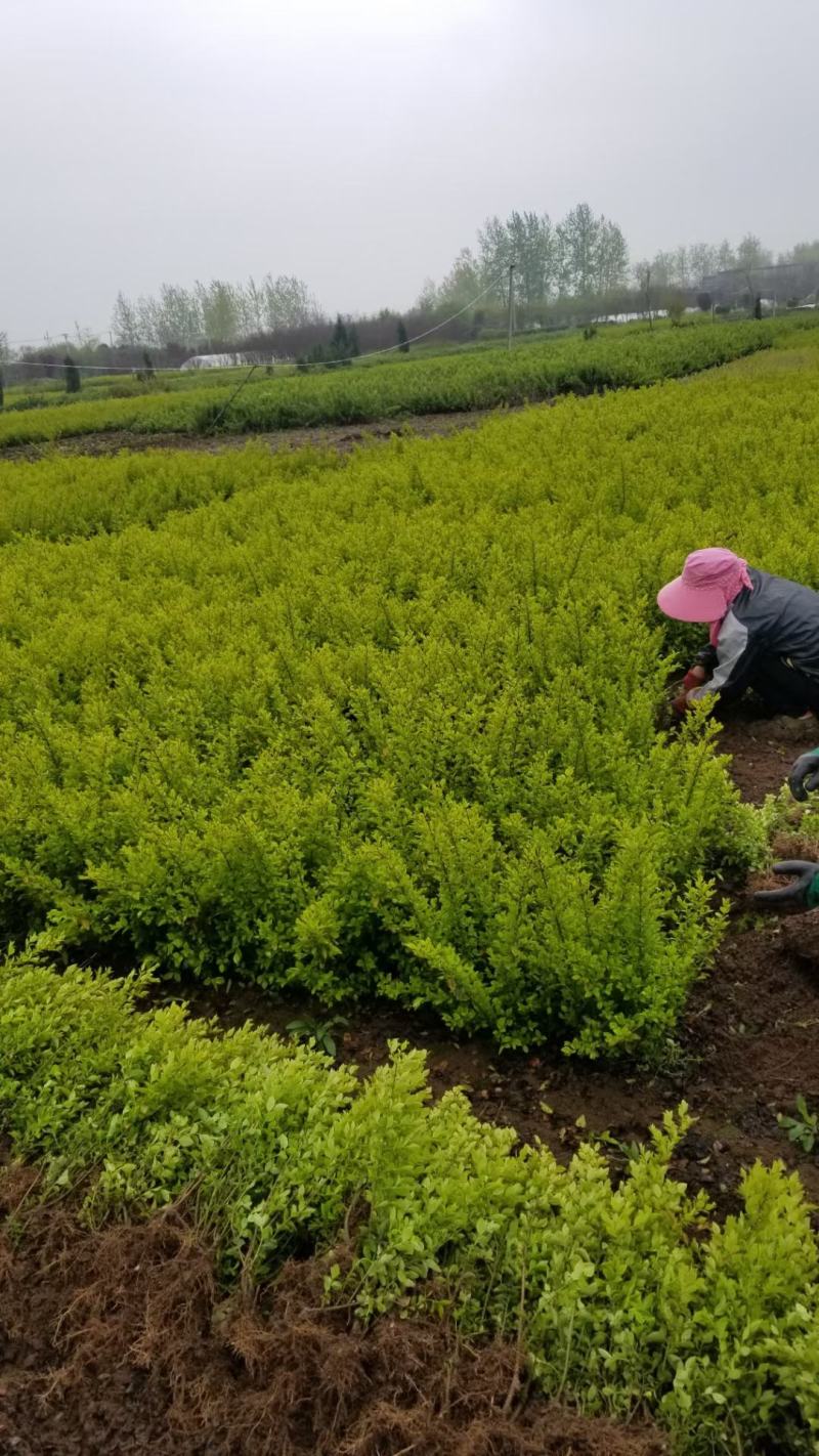 金叶女贞苗，当年苗，40高度，看苗挖苗，保鲜运输，