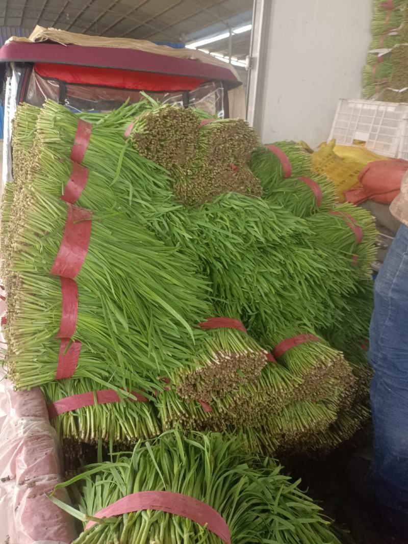 安阳韭菜精品大叶韭菜根粗叶状二茬,欢迎各位老板采购