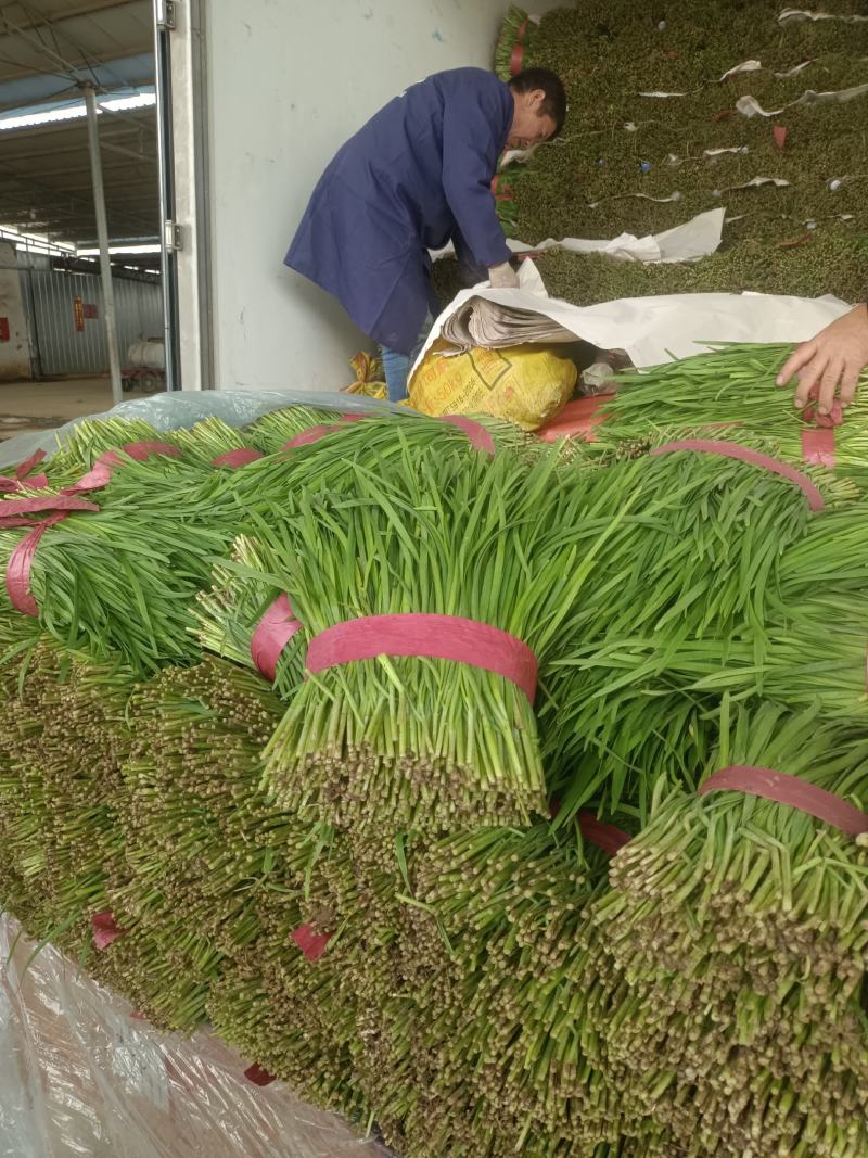 安阳韭菜精品大叶韭菜根粗叶状二茬,欢迎各位老板采购