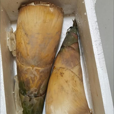 竹笋竹笋新鲜笋新鲜春笋夏笋鲜竹笋现挖苦笋甜笋竹笋批发蔬菜