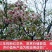 高产三年桐批发，买油桐苗请选择重庆俊尧专业油桐培育公司