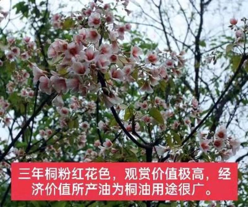 高产三年桐批发，买油桐苗请选择重庆俊尧专业油桐培育公司