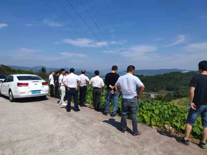 高产三年桐批发，买油桐苗请选择重庆俊尧专业油桐培育公司
