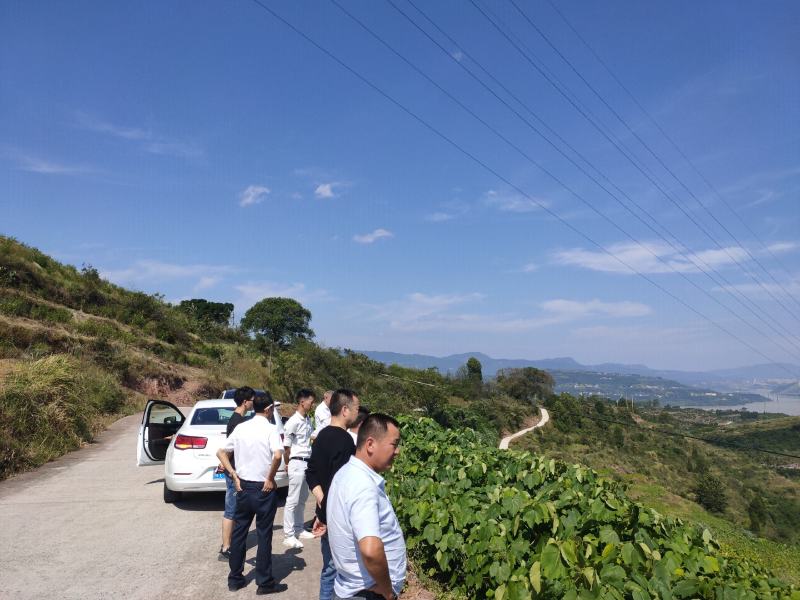 高产三年桐批发，买油桐苗请选择重庆俊尧专业油桐培育公司