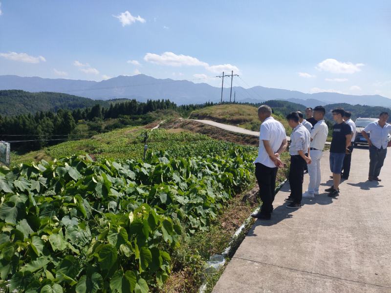 高产三年桐批发，买油桐苗请选择重庆俊尧专业油桐培育公司