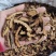 【诺一药材】炒枳壳枳壳片精品药材
