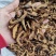 【诺一药材】炒枳壳枳壳片精品药材