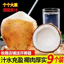 海南椰子金椰子1-10个装批发零售海南椰子