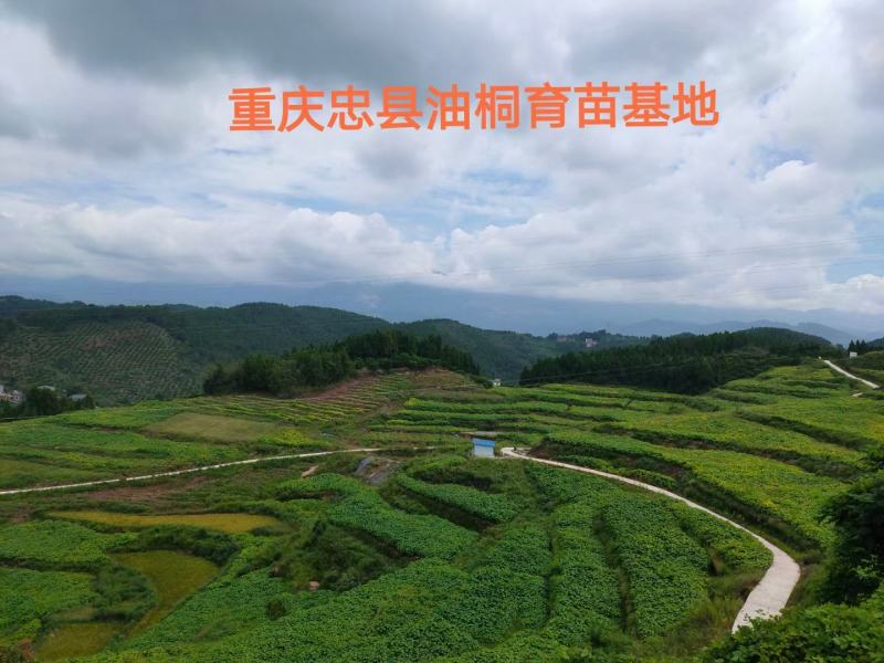 三年桐优良品种，买油桐树苗请选择重庆俊尧专业油桐培育公司