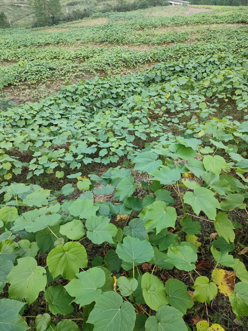 三年桐优良品种，买油桐树苗请选择重庆俊尧专业油桐培育公司