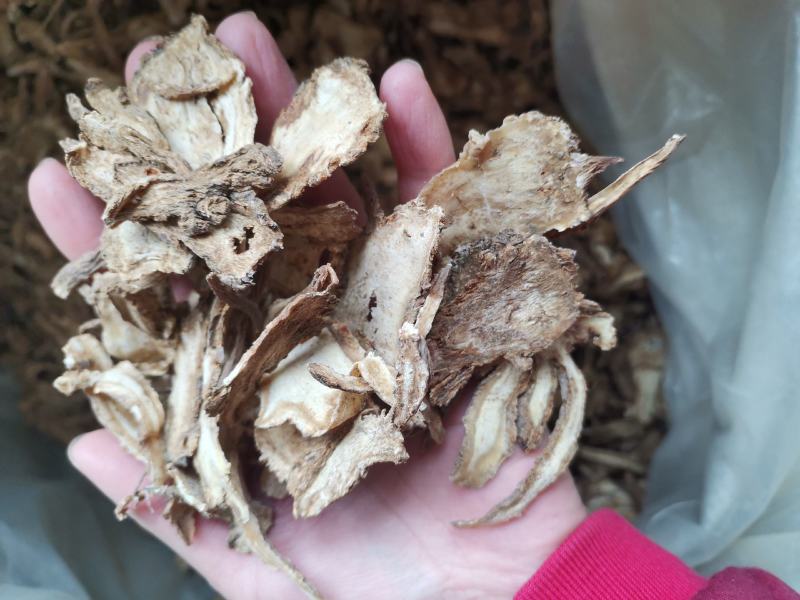 当归过3个筛精品当归片