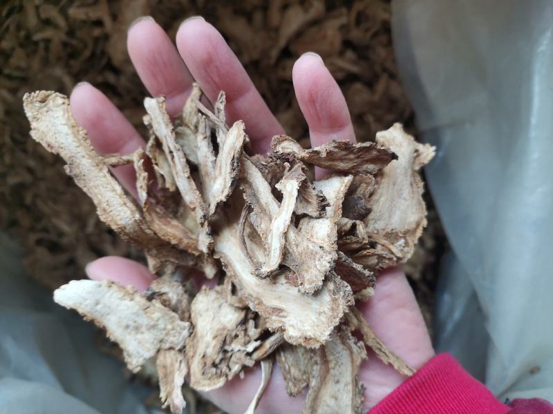 当归过3个筛精品当归片