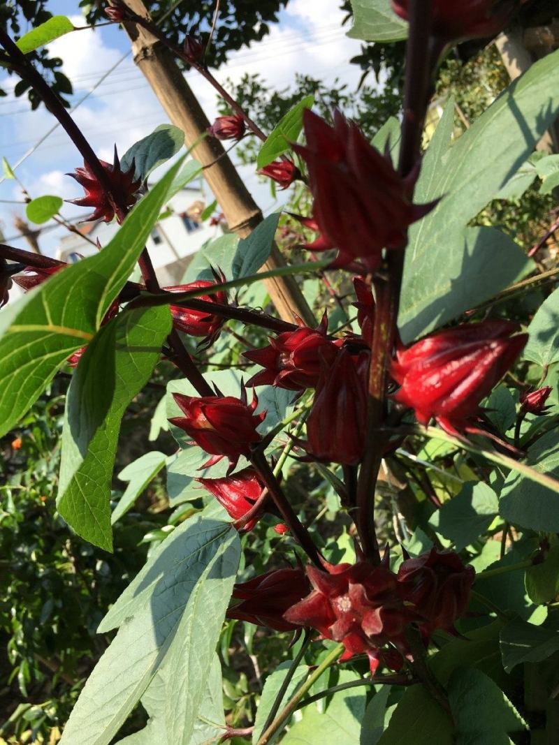 热销，新鲜洛神花玫瑰茄红桃K果酱果脯蜜饯糖果泡茶酒可代发