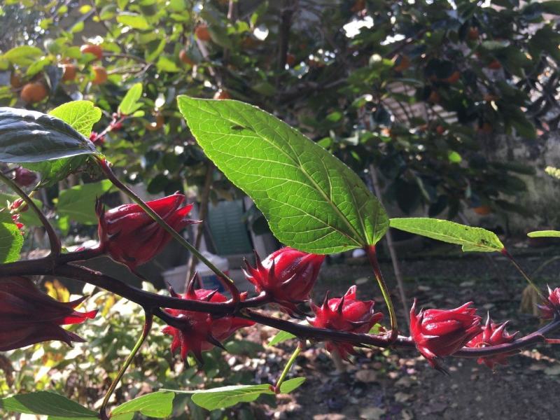 热销，新鲜洛神花玫瑰茄红桃K果酱果脯蜜饯糖果泡茶酒可代发