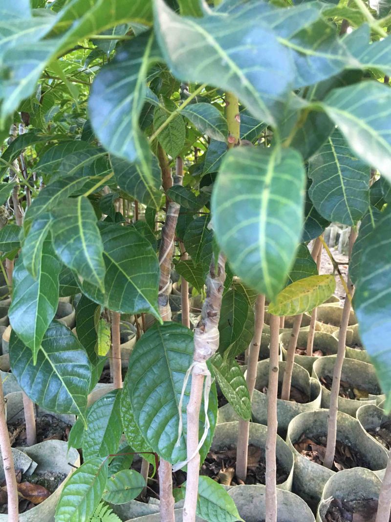 黑橄榄乌榄苗
