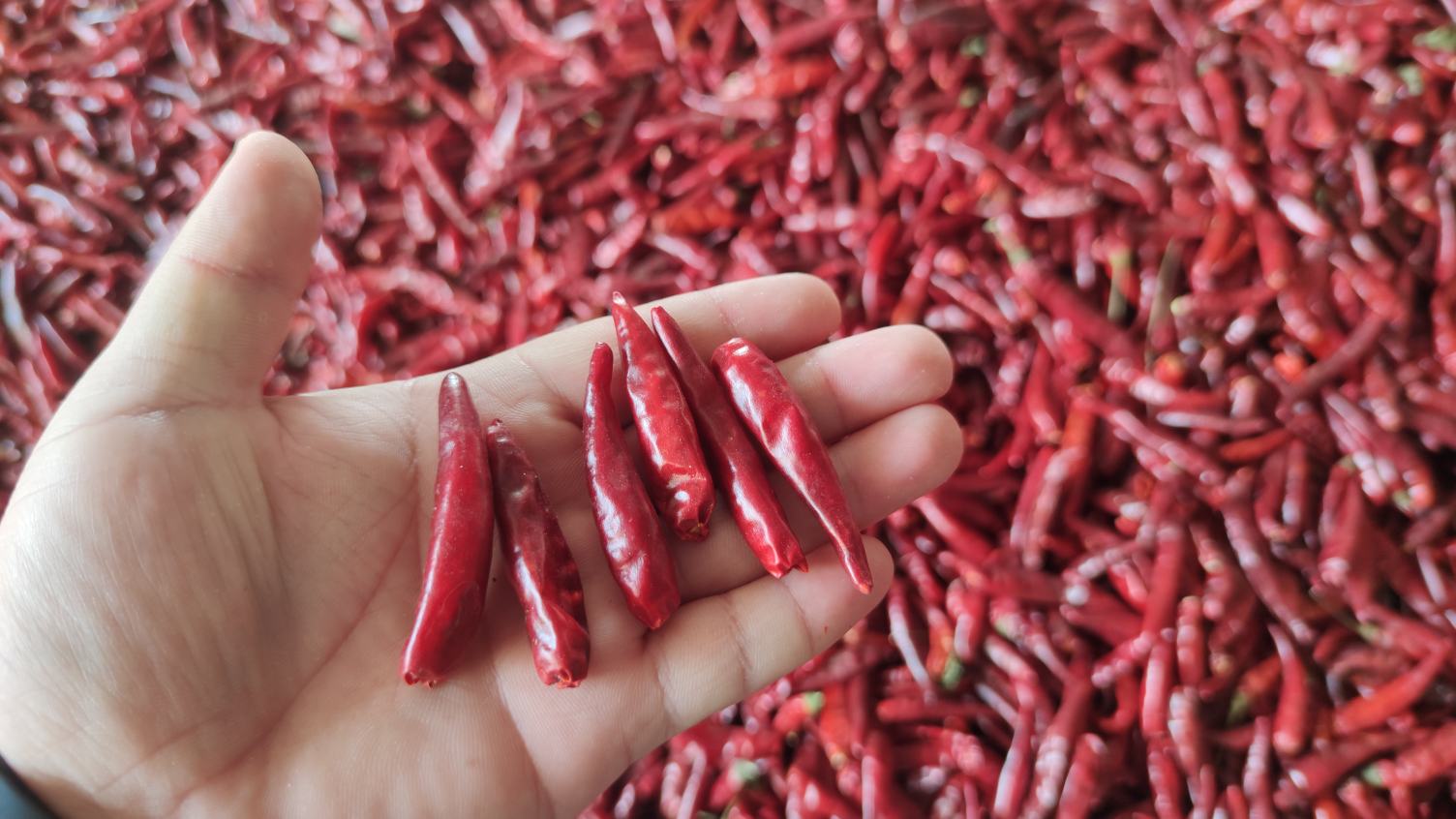 图片说明:厨师正在翻炒锅中的生菜与辣椒,动作迅速,保持火候 生菜与辣椒炒制过程图