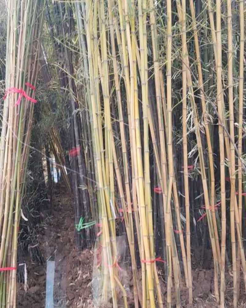 早园竹，竹子。移栽竹苗，看苗装车。竹子批发地。量大供应