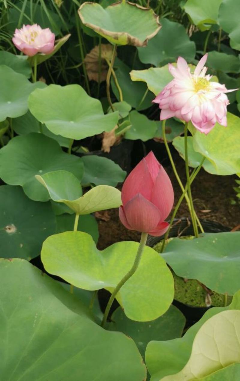 精品荷花，荷花基地直销，荷花盆栽。荷花种苗。花色纯正