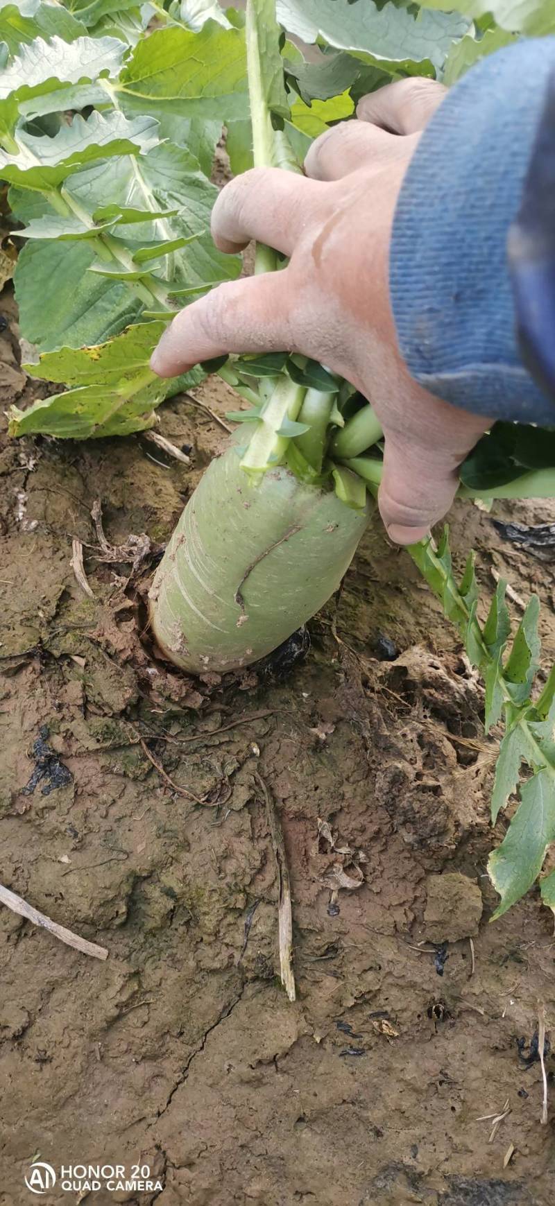 河北饶阳青皮萝卜正在上市中，脆甜可口，欢迎您光临