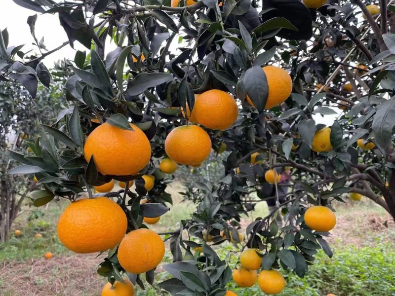 【真实报价】爱媛38号果冻橙，无核甜蜜多汁，果园直供