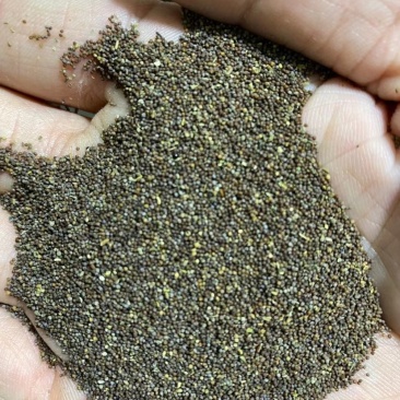 爬藤大牵牛花种子喇叭花混色混色重瓣多色矮牵牛种子