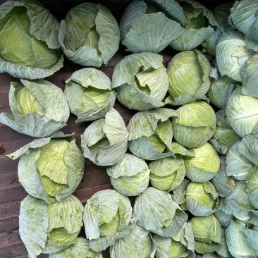 奥奇拉甘蓝