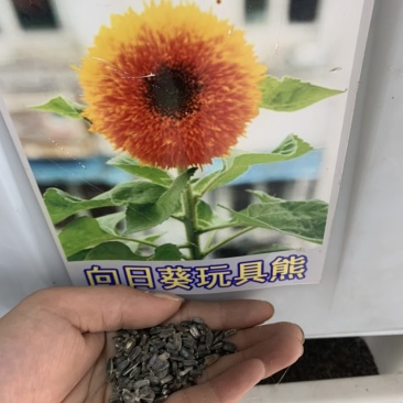 玩具熊向日葵种子苗种籽小夏矮生太阳花观赏