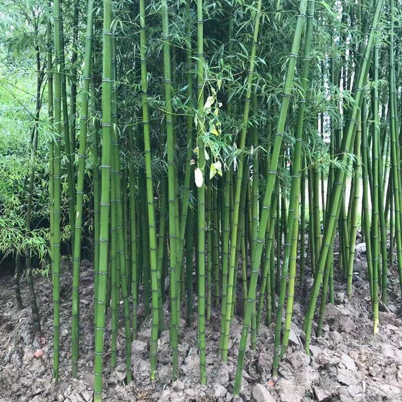 紫竹