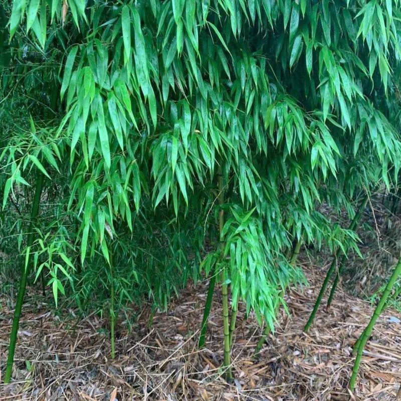紫竹