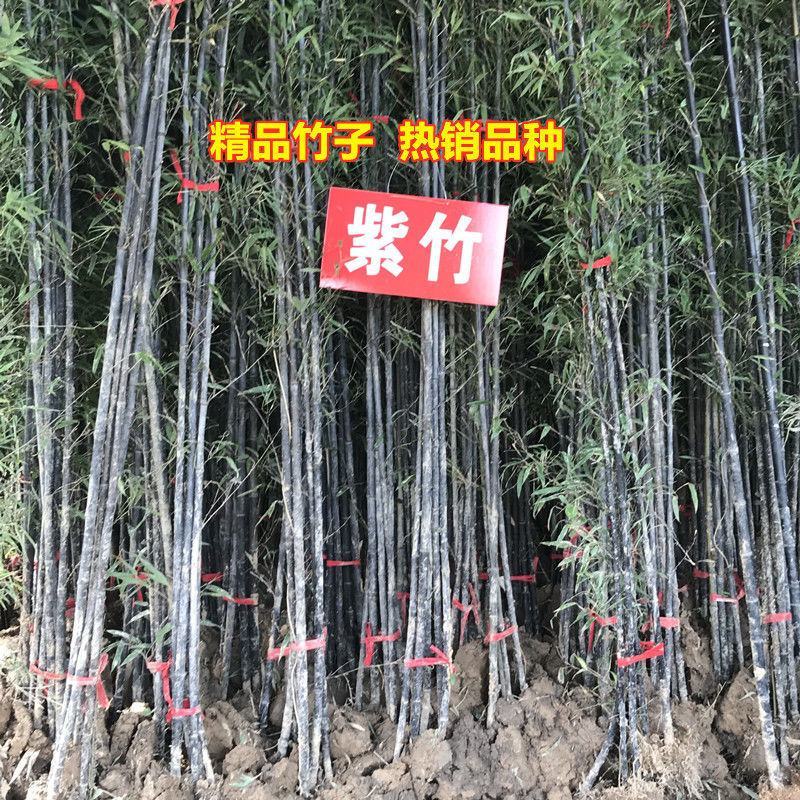 紫竹