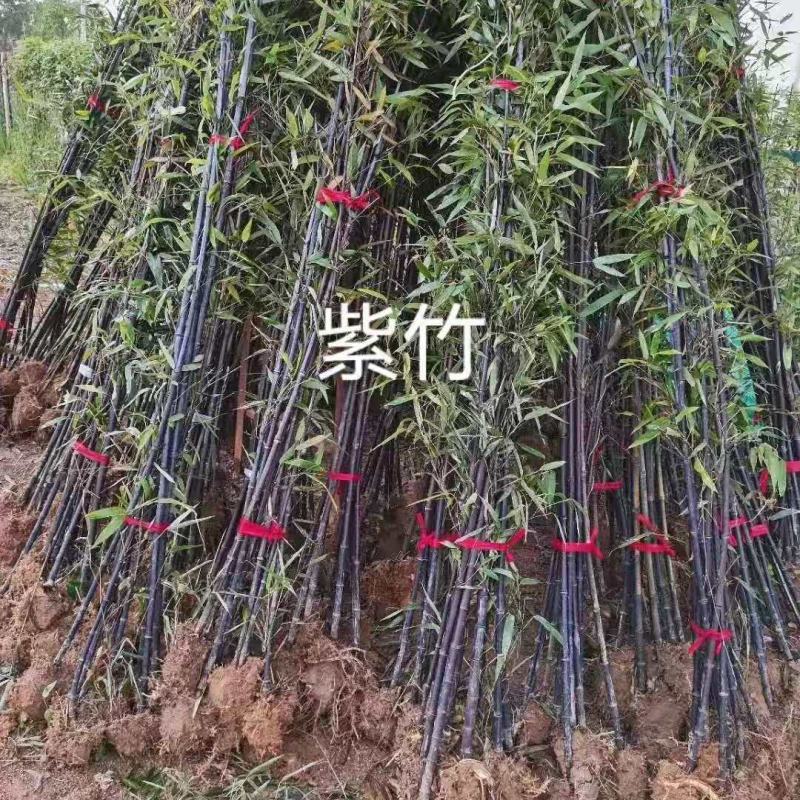 紫竹