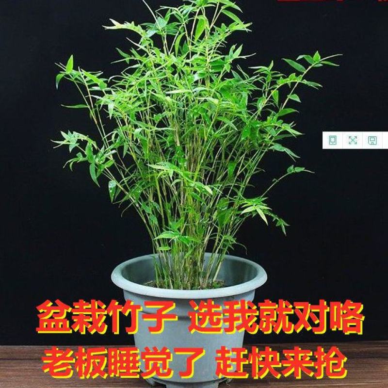 紫竹