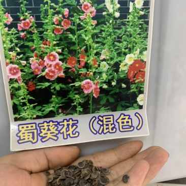 多年生重瓣矮杆盆栽蜀葵种子一丈红高杆植物花种子籽