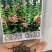 多年生重瓣矮杆盆栽蜀葵种子一丈红高杆植物花种子籽