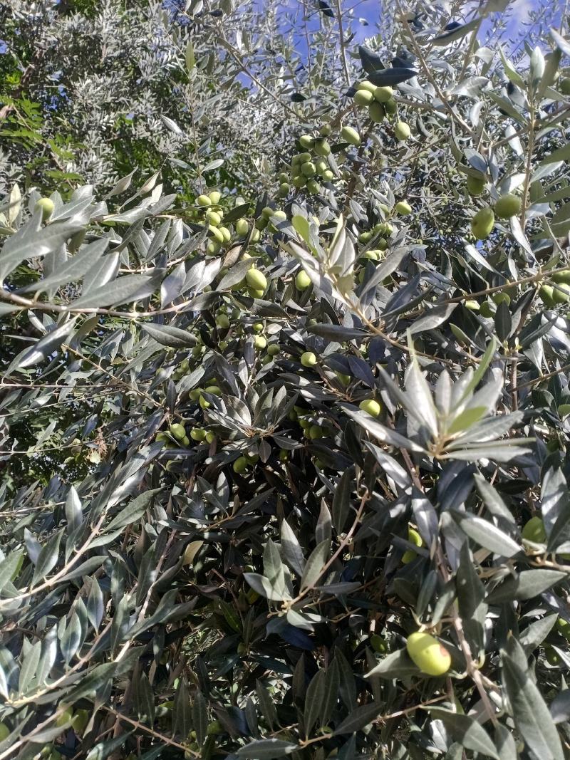 油橄榄