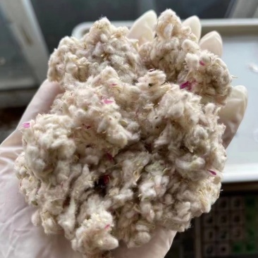 千日红花种庭院景观火球花阳台盆栽观赏花卉春天花种子