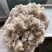 千日红花种庭院景观火球花阳台盆栽观赏花卉春天花种子